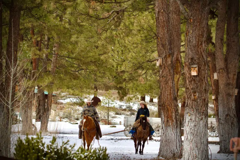 Riding horses through the forest in winter