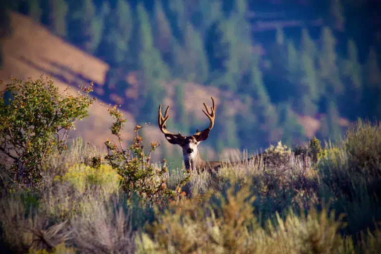 Fall scenery with a buck deer